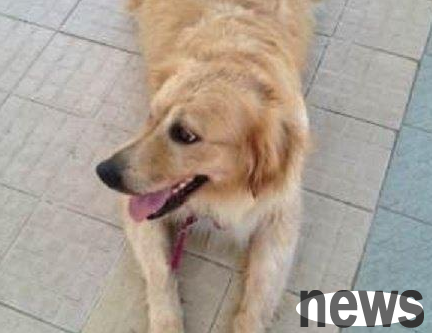 After one and three years of pregnancy, the pregnant golden retriever dog ran to the neighborhood every day to prepare for the birth!