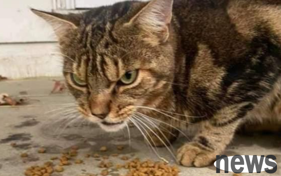 The stray cat looked ferocious, but found a good home and became the spokesperson for the shelter!