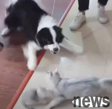 The dog was playing with the kitten, but the mother cat suddenly came out and the dog was so frightened that he skidded!