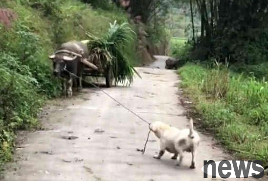 Let the Labrador herd the sheep, the old cow eats grass and doesn’t want to go home, and the puppy: If you don’t leave quickly, I won’t be able to finish the meal!