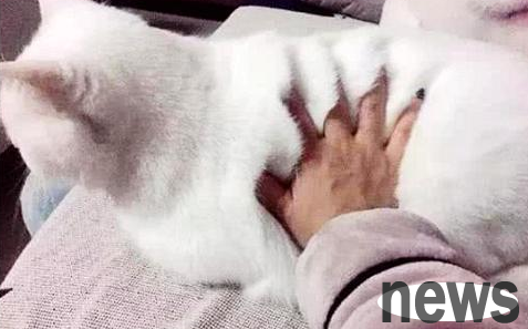 A woman invited her best friend to play at home, but she slapped the cat