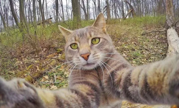 cool! This cat not only takes selfies, but also has a group of dogs as bodyguards