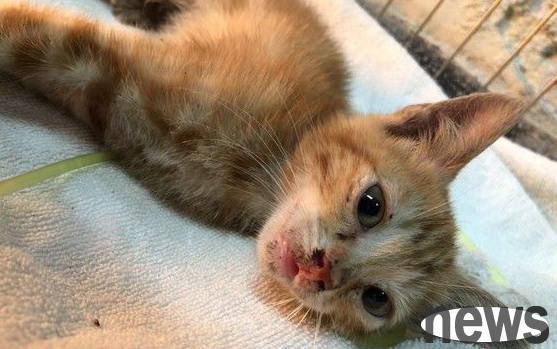 The little orange cat was wet all over and was rescued by kindhearted people. After a week of intensive care, he regained his super cute appearance.