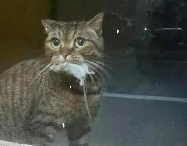 In order to repay the kindness of its owner, the cat came back with something in its mouth in the middle of the night