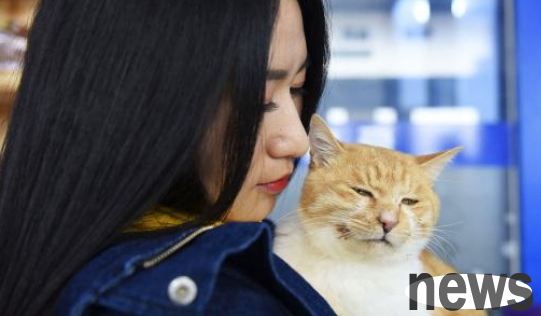 12 cats had irresponsible owners and were abandoned in unfinished buildings. The owners were exposed and slapped in the face.