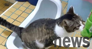 No one teaches cats to go to the toilet and pee on their own, and how to line up at the door.