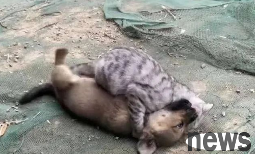 Hearing the dog s painful cry, I ran out anxiously and took a look. It was so eye-catching.