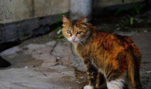 No one can buy it for 10 yuan in China, but you can’t buy it for 100 dollars abroad. This kind of cat is the pride of China.