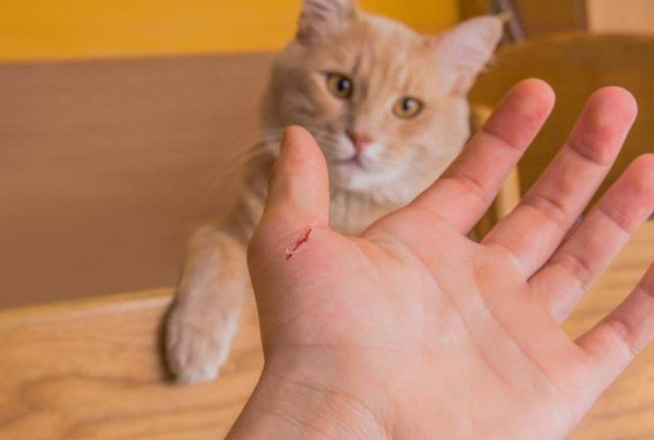 Can shit scrapers still happily 