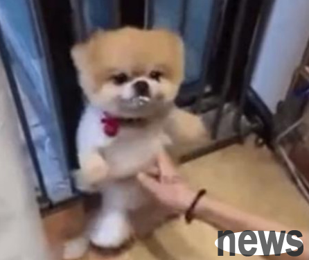 After the dog made a mistake, he was physically punished by his owner, and then he was tickled and teased. It was extremely frustrating!