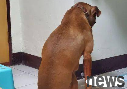 After being aggrieved, the dog lowered his head to the wall and thought about his fault. But when he turned his head, netizens laughed like crazy...