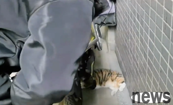 After being injured, the cat huddled under the car and froze all night before he was rescued and found out...