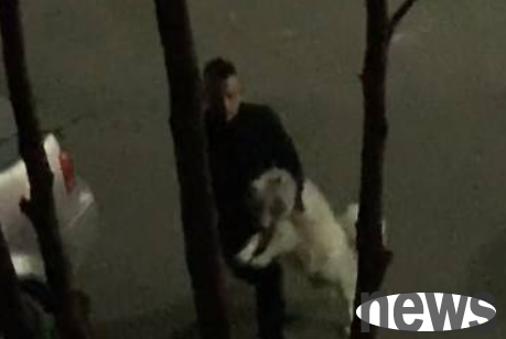 The Samoyed escaped and was caught. The owner took you home. The dog was very frustrated and should not have gone home to date you!