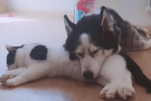 The most sincere emotion among animals is the promise of life and death. When the dog brother leaves, the cat brother will also follow him.