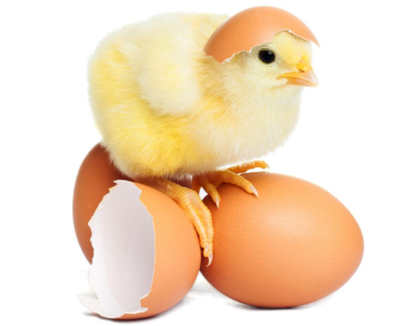 How do you think about the 7 billion roosters that are minced every year around the world and then made into cat and dog food?