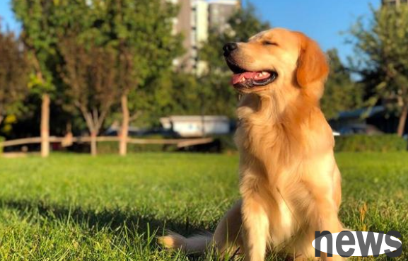 The docile golden retriever became rebellious and barked at the water pipe. After the owner checked, he found that the cat was trapped