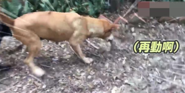 A snake invasion was discovered, and the black and yellow dogs cooperated to fight the enemy.