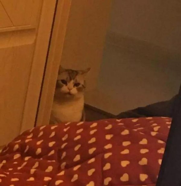 The woman went home and went to bed. When she woke up, she saw the cat s resentful eyes. It turned out that she had forgotten to feed it.