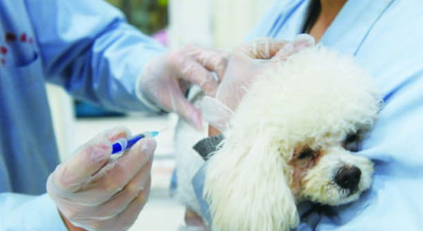 There is a new “criteria” for civilized dog raising