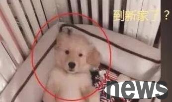 I shopped online for a golden retriever, and when the courier company came into my house, the owner laughed and had snot bubbles in his nose.