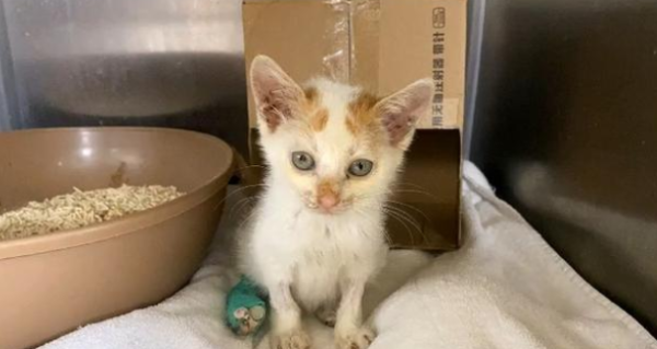 The three-month-old kitten was curled up on the roadside with no one paying attention to it. When it was rescued, it weighed less than a pound.