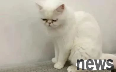 Three cats in the home of a confirmed case tested positive for nucleic acid and were euthanized