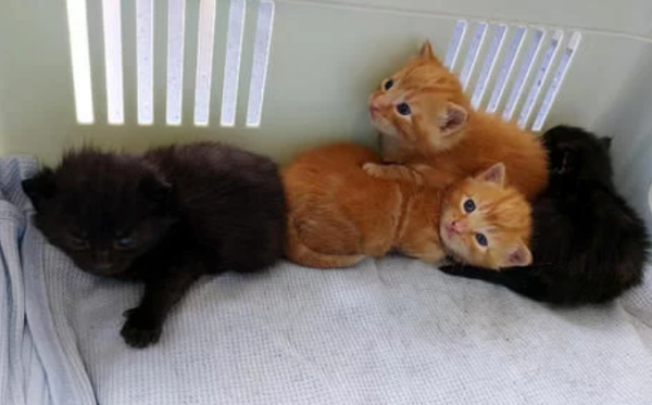 The orange cat was abandoned and thrown into the river. Fortunately, he met a kind-hearted dog walker and saved his life.