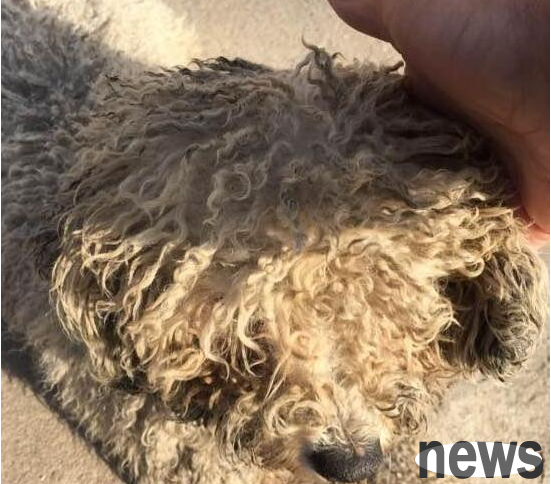 Neighbor thinks stray dog ​​is too dirty, but after getting it trimmed from a pet shop, he wants to keep it