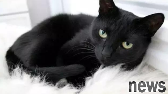 Ghost Gentleman - The Charm of the Black Cat