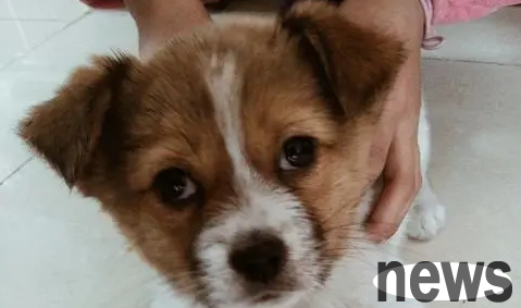 The difference between a black bear dog and a black bear cub | After raising a dog for half a year, I discovered that it is a bear. The puppy at home is a 